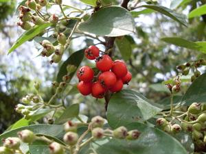 Cotoneaster glaucophyllus