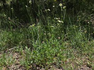 Drymocallis lactea var. lactea