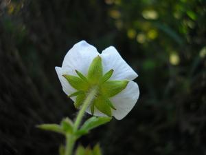 Drymocallis rupestris