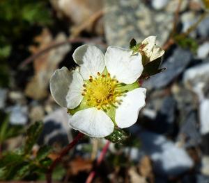 Drymocallis rupestris