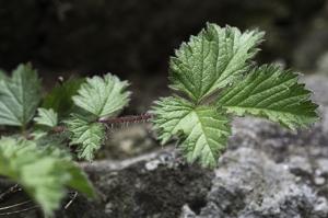 Drymocallis rupestris