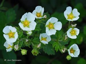 Drymocallis rupestris