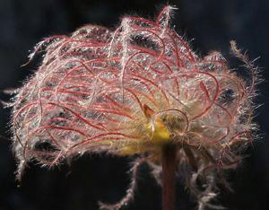 Geum montanum