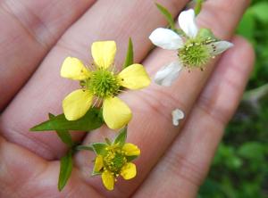 Geum catlingii