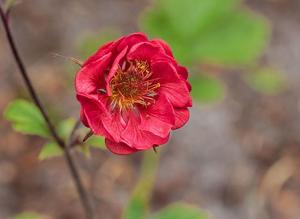 Geum rivale
