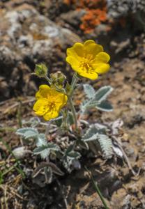 Potentilla nivea