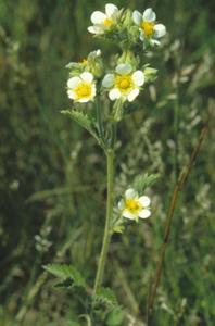 Potentilla arguta