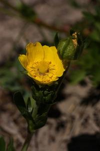 utils/thumbs/Rosaceae/Potentilla_negKHtNfcyv2asiGFDdBdH.jpg
