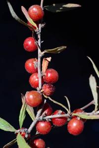 utils/thumbs/Rosaceae/Prunus_2UjQvrqHPUqEYVRAfnhWzU.jpg