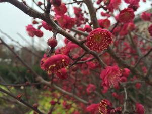 utils/thumbs/Rosaceae/Prunus_EXZifnbvVLgPShmWuCcjTC.jpg