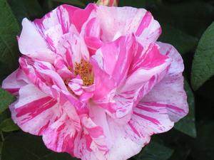 Rosa gallica var. officinalis