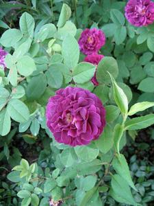 Rosa gallica