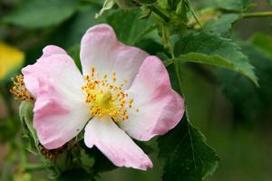 Rosa canina