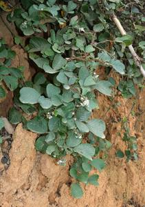 Rubus ellipticus var. obcordatus