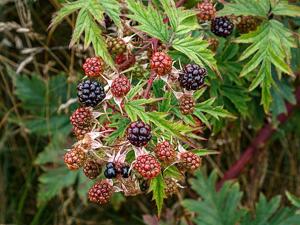 Rubus laciniatus