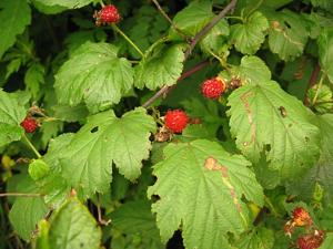 Rubus crataegifolius