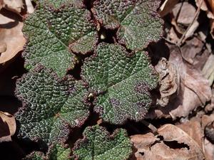 Rubus hayata-koidzumii