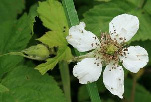 Rubus plicatus