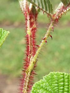 Rubus ellipticus