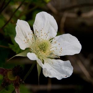 Rubus hirsutus