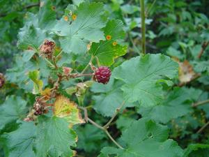 Rubus deliciosus