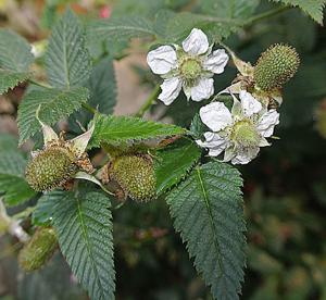 Rubus glaucus