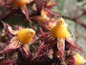 Rubus phoenicolasius