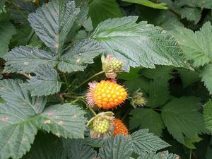 Rubus spectabilis