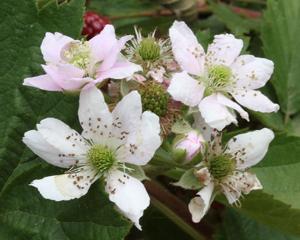 Rubus plicatus