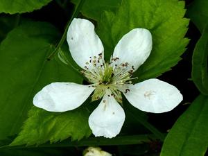 Rubus pensilvanicus