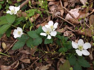 Rubus flagellaris