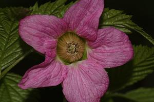 Rubus nutkanus
