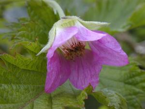 Rubus hawaiensis