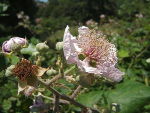 Rubus ulmifolius