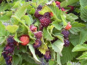 Rubus hawaiensis