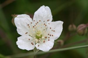 Rubus caesius