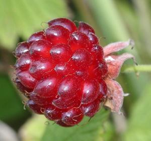 Rubus parvifolius
