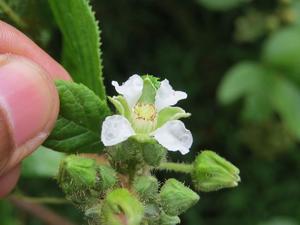 Rubus ellipticus