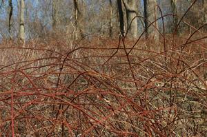 Rubus phoenicolasius