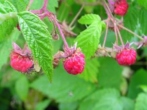 Rubus strigosus