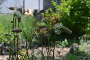 utils/thumbs/Rosaceae/Sanguisorba_Uxt2KjfQsDcMUzYj8fVN52.jpg