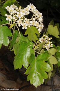 utils/thumbs/Rosaceae/Sorbus_fVde2mHxPBJGpnVMKwcsMJ.jpg