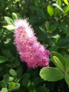 utils/thumbs/Rosaceae/Spiraea_2pXjqNrYdH8sr9b5mUuTJM.jpg