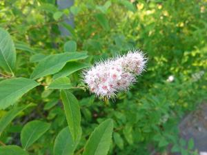 Spiraea alba