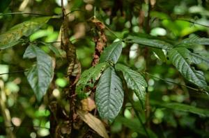 Brachytome scortechinii