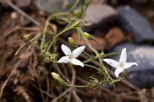 Houstonia acerosa
