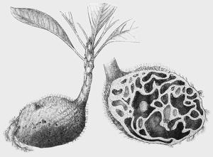 utils/thumbs/Rubiaceae/Hydnophytum_V78TzFEmQcG3Z8q27dLxXw.jpg