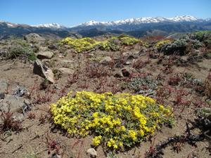 Oreopolus glacialis var. pilosus