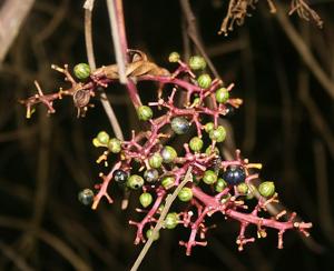 Palicourea thyrsiflora