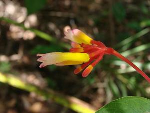 Palicourea marcgravii